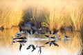 Black winged stilts, Karumba, Queensland Royalty Free Stock Photo