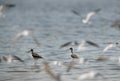 Black-winged Stilts and little tern flying