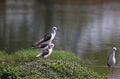 Black winged stilts on a pond Royalty Free Stock Photo