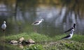 Black winged stilts on a pond Royalty Free Stock Photo