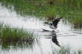 Black winged stilts