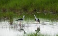 Black winged stilts