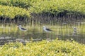 Black winged stilts in a swamp at Kalpitiya lagoon, Sri Lanka