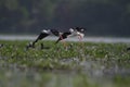 Black winged stilts taking off Royalty Free Stock Photo