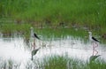 Black winged stilts in a water stream