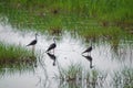 Black winged stilts