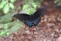 Black-winged swallowtail Butterfly on a pine bough Royalty Free Stock Photo