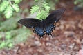 Black-winged swallowtail Butterfly on a pine bough