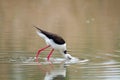 Black wingerd stilt  swamp birds European ponds and lakes Royalty Free Stock Photo