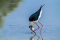 Black wingerd stilt  swamp birds European ponds and lakes Royalty Free Stock Photo