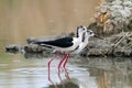 Black wingerd stilt  swamp birds European ponds and lakes Royalty Free Stock Photo