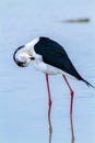 Black wingerd stilt  swamp birds European ponds and lakes Royalty Free Stock Photo