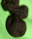 Italian Black Winter truffles macro