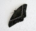 Black Witch Moth (Ascalapha odorata)