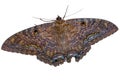 Black Witch moth isolated