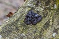 Black witches` butter grow on dead wood