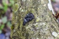 Black witches` butter grow on dead wood