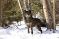 Black Wolf Beautiful Eyes Royalty Free Stock Photo