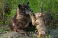 Black Wolf (Canis lupus) Pawed in Mouth by Pup
