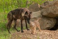 Black Wolf (Canis lupus) Stands by as Pup Shakes Off Royalty Free Stock Photo