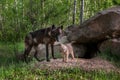 Black Wolf (Canis lupus) Watches While Pup Shakes Off Royalty Free Stock Photo