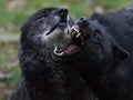 Black wolf fighting in the forest Royalty Free Stock Photo