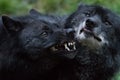 Black wolf fighting in the forest Royalty Free Stock Photo