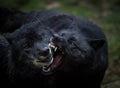 Black wolf fighting in the forest Royalty Free Stock Photo