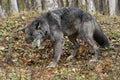 Black wolf in the forest chewing on a deer bone. Royalty Free Stock Photo
