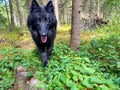 black wolf forest hunting green dog looks at you Grunendahl Royalty Free Stock Photo