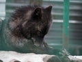 Black wolf laying at snow