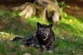 A black wolf rests in the forest Royalty Free Stock Photo