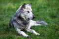 A black wolf rests in the forest Royalty Free Stock Photo