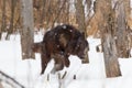 Black wolf running down prey