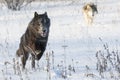 Black wolf running Royalty Free Stock Photo