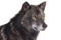 Black wolf side portrait Royalty Free Stock Photo