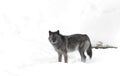 A lone Black wolf (Canis lupus) isolated on white background standing in the winter snow in Canada Royalty Free Stock Photo