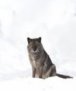 Black wolf isolated against a white background sitting in the winter snow in Canada Royalty Free Stock Photo
