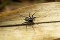 Black wolf spider , lycosa species, Satara, Maharashtra Royalty Free Stock Photo