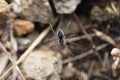 Black Wolf Spider, Trochosa sp, Satara, Maharashtra