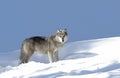 A lone Black wolf Canis lupus isolated on white background standing in the winter snow in Canada Royalty Free Stock Photo