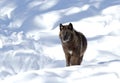 A Lone Black Wolf &#x28;Canis Lupus&#x29; Isolated On White Background Walking In The Winter Snow In Canada