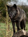 Black wolf staring down off a log
