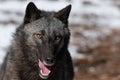 Black wolf with tongue out