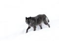 A lone Black wolf (Canis lupus) isolated on white background walking in the winter snow in Canada