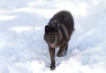 A lone Black wolf Canis lupus isolated on white background walking in the winter snow in Canada