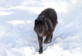 A lone Black wolf Canis lupus isolated on white background walking in the winter snow in Canada Royalty Free Stock Photo