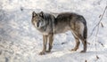 Black Wolve Enjoying Snow in Canada Royalty Free Stock Photo