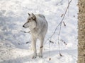 Black Wolve Looking to the Left Wearing his Winter Fur Royalty Free Stock Photo