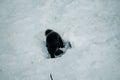 Black wolverine digging in snow in Ranua, Lapland Royalty Free Stock Photo